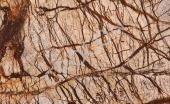 Rainforest Brown